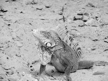 High angle view of iguana on field