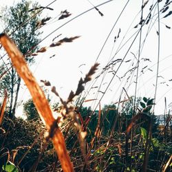 Low angle view of plants against sky