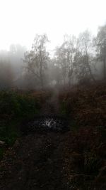 Trees in foggy weather