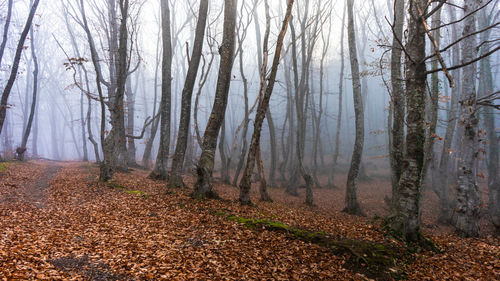 Pine trees in forest during autumn