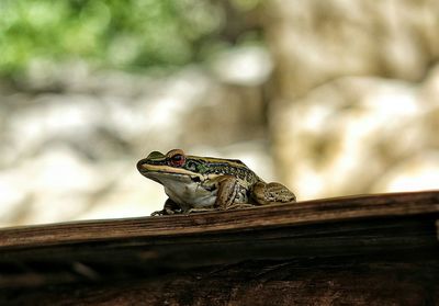 Close-up of an animal