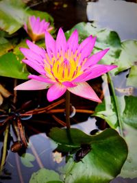 Close-up of pink water lily blooming outdoors