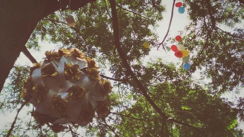 Low angle view of flower tree against sky