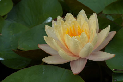 Close-up of water lily in lake