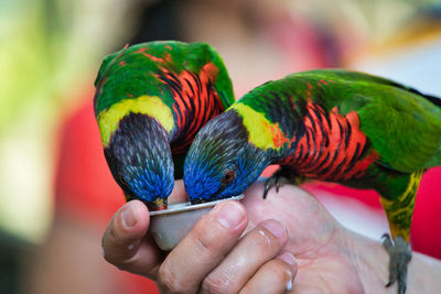 Close-up of hand holding colorful bird