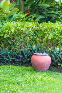 Close-up of potted plants in garden