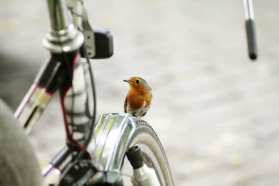 Close-up of bird perching on metal