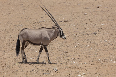 An gemsbok in etosha, a national park in northern namibia