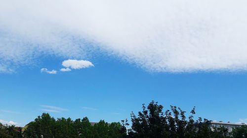 Low angle view of trees against sky