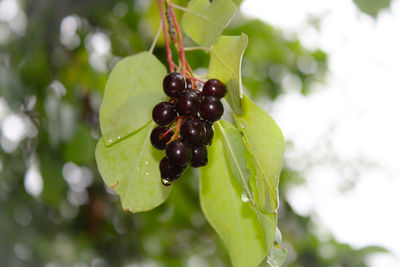 Close-up of insect on plant