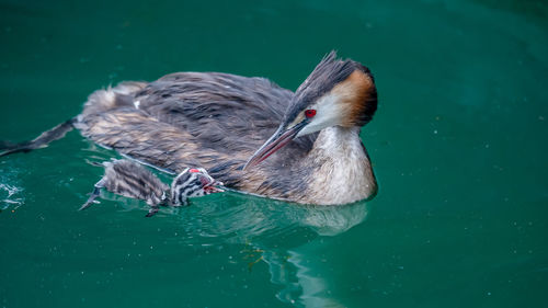 High angle view of duck swimming in lake