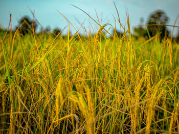 Crops growing on field against sky