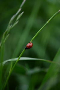 animal wildlife
