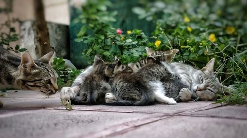 Close-up of cat sleeping on plant