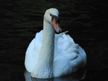 Close-up of swan swimming in lake
