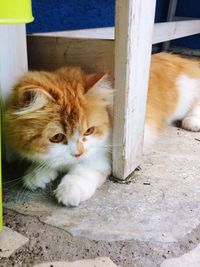 Close-up portrait of cat relaxing on doormat