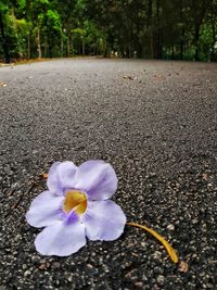 Close-up of fresh yellow crocus flowers on road