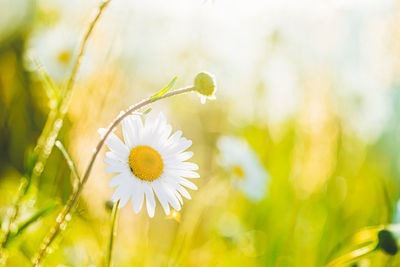 Close-up of white daisy plant