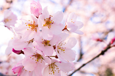 Close-up of pink cherry blossoms in spring