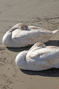High angle view of crab on sand at beach