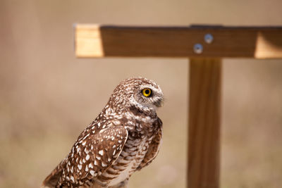 Burrowing owl athene cunicularia perched outside its burrow on marco island, florida