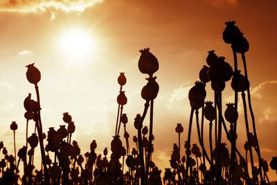 Silhouette plants on poppyseed  field against sky during sunset. poppa head touch together