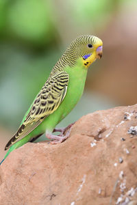 Portrait of a budgie perching on a rock