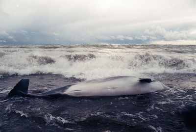 View of calm sea against the sky