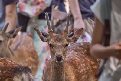 Closeup of a deer surrounded by tourist in a park in nara, japan.