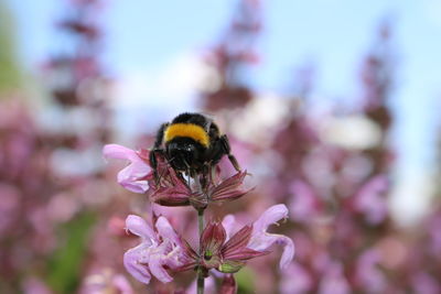 Close-up of bee on pink flower