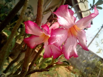 Close-up of pink orchid