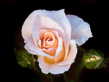 Close-up of white rose against black background