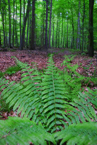 Trees in forest