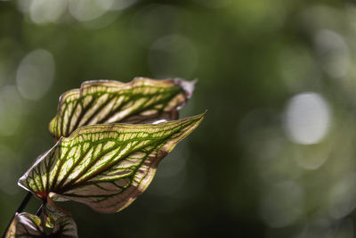 Close-up of green leaves