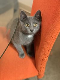 Portrait of black cat on floor