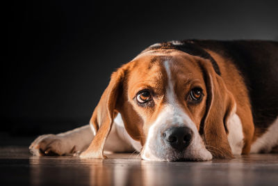 Close-up portrait of dog lying on floor