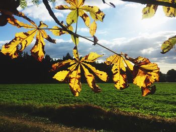 Close-up of yellow leaves on field against sky