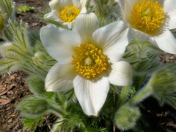 Close-up of yellow flowers blooming outdoors