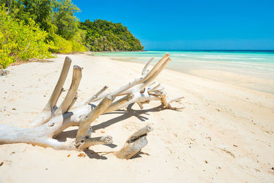 Driftwood on beach by sea against sky