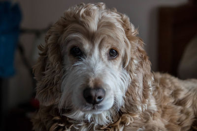 Close-up portrait of dog