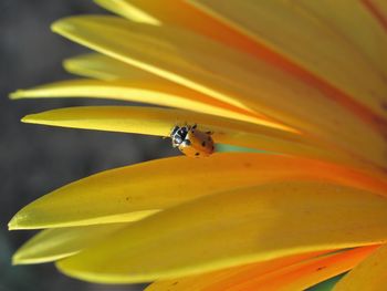 Close-up of insect on yellow flower