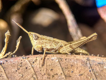 Close-up of insect