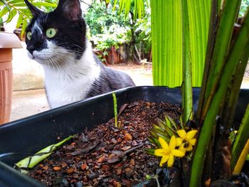 Cat sitting in a potted plant