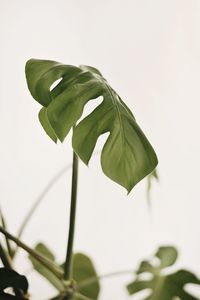 Close-up of flower over white background