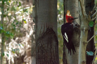 Birds perching on tree trunk in forest