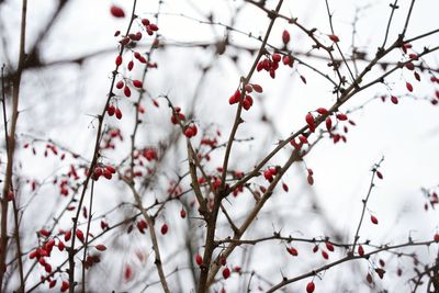 Red berries on tree branch during winter