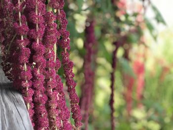 Close-up of pink flowering plant hanging from tree