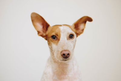 Close-up portrait of dog against white background