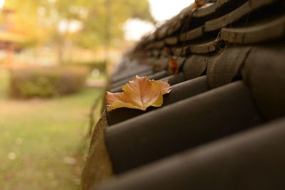 Close-up of autumn leaves on wood