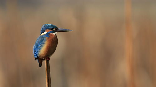 Close-up of kingfisher perching on stick